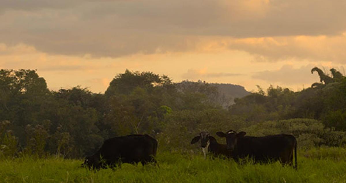 Cows grazing